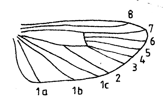 Venation hindwing male of Diurnea fagella (Chimabachidae).